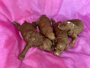 Dark Red Miniature Bernedoodles for Sale DOB July 1, 2025 $1200